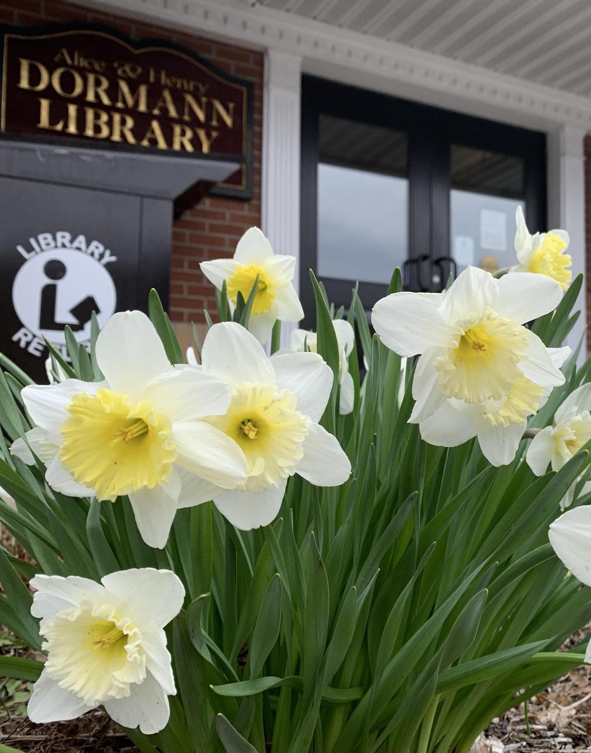 daffodils